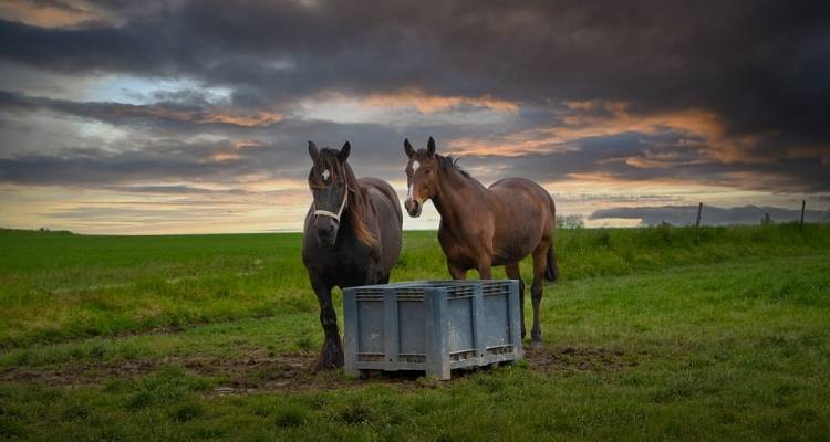 &Sigma;&upsilon;&nu;&epsilon;&lambda;ή&phi;&theta;&eta; &sigma;&tau;&eta; &Lambda;ή&mu;&nu;&omicron;, &gamma;&iota;&alpha; &pi;&alpha;&rho;&alpha;&beta;ά&sigma;&epsilon;&iota;&sigmaf; &tau;&eta;&sigmaf; &nu;&omicron;&mu;&omicron;&theta;&epsilon;&sigma;ί&alpha;&sigmaf; &gamma;&iota;&alpha; &tau;&eta;&nu; &pi;&rho;&omicron;&sigma;&tau;&alpha;&sigma;ί&alpha; &tau;&omega;&nu; &zeta;ώ&omega;&nu;