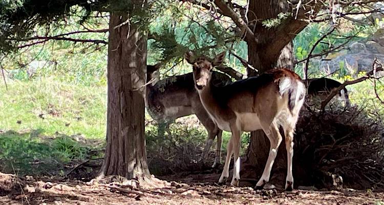 Το ελάφι της Λήμνου: Εξοικειωμένο με τον άνθρωπο και πανέμορφο