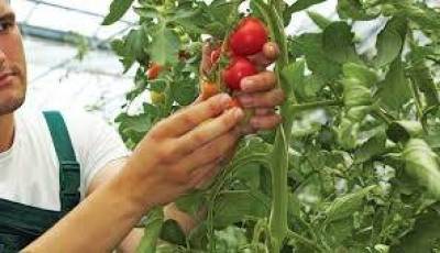 Έως 27/6 οι δηλώσεις εφαρμογής για τους ενταγμένους στο πρόγραμμα της Βιολογικής Γεωργίας