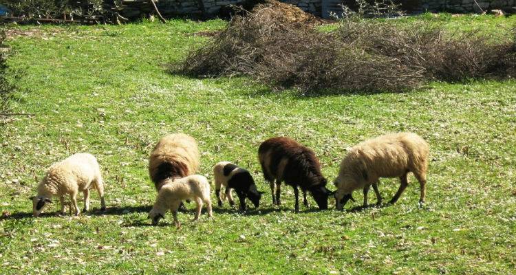 E&kappa;&delta;ή&lambda;&omega;&sigma;&eta; &gamma;&iota;&alpha; &tau;&eta; &delta;&iota;&alpha;&chi;&epsilon;ί&rho;&iota;&sigma;&eta; &pi;&alpha;&theta;ή&sigma;&epsilon;&omega;&nu; &mu;&iota;&kappa;&rho;ώ&nu; &mu;&eta;&rho;&upsilon;&kappa;&alpha;&sigma;&tau;&iota;&kappa;ώ&nu; &sigma;&tau;&eta; &Lambda;ή&mu;&nu;&omicron;