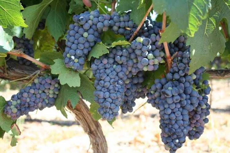 Αλλάζει η ημερομηνία παραλαβής ερυθρών σταφυλιών