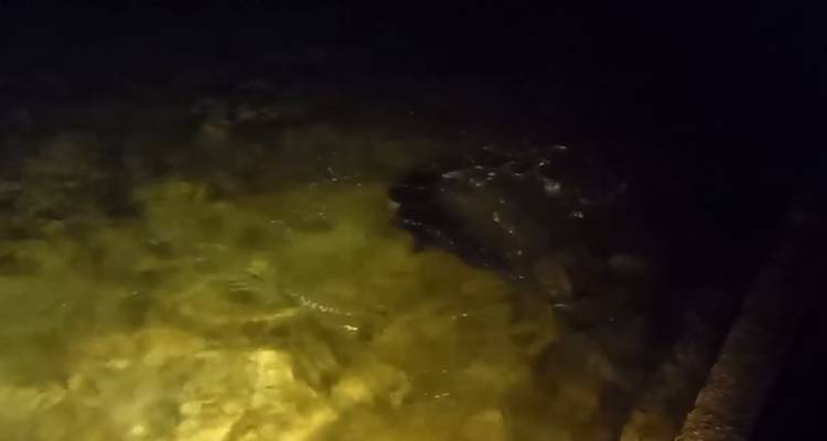 Φώκια έκανε τη βραδινή της βόλτα στο Ρωμαίικο και μαγνήτισε τα βλέμματα του κόσμου (vídeo)