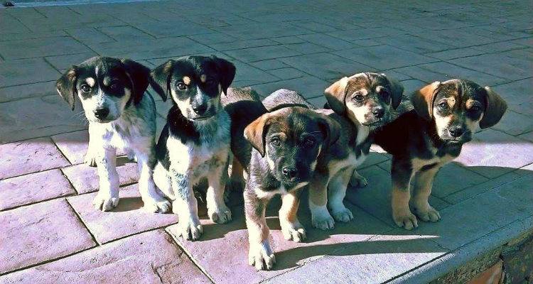 &Gamma;&epsilon;&nu;&iota;&kappa;ή &Sigma;&upsilon;&nu;έ&lambda;&epsilon;&upsilon;&sigma;&eta; &kappa;&alpha;&iota; &kappa;&omicron;&pi;ή &pi;&rho;&omega;&tau;&omicron;&chi;&rho;&omicron;&nu;&iota;ά&tau;&iota;&kappa;&eta;&sigmaf; &pi;ί&tau;&alpha;&sigmaf; &gamma;&iota;&alpha; &tau;&omicron; &Phi;&iota;&lambda;&omicron;&zeta;&omega;&iota;&kappa;ό &Sigma;&omega;&mu;&alpha;&tau;&epsilon;ί&omicron; &Lambda;ή&mu;&nu;&omicron;&upsilon;