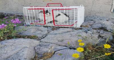 &Lambda;ή&mu;&nu;&omicron;&sigmaf;: &Mu;&alpha;&zeta;&iota;&kappa;έ&sigmaf; &sigma;&tau;&epsilon;&iota;&rho;ώ&sigma;&epsilon;&iota;&sigmaf; &gamma;&alpha;&tau;ώ&nu;