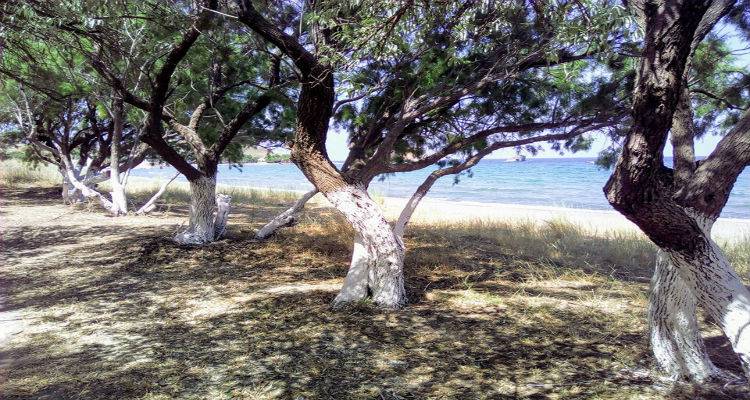 Λήμνος: Πιο όμορφο και πιο καθαρό το δασάκι του Αυλώνα (photos)