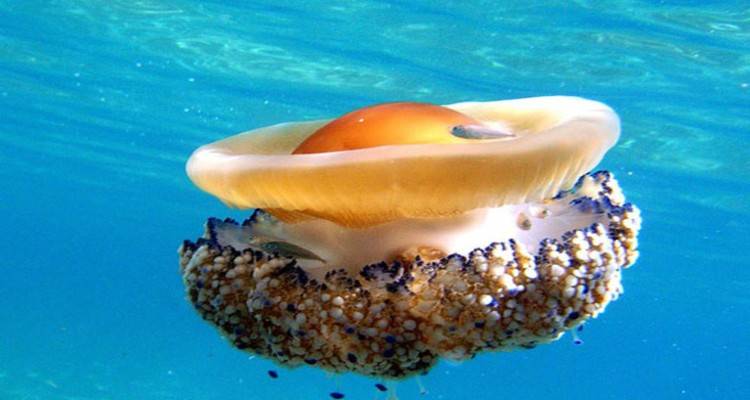 Cotylorhiza tuberculata: Μια μαγευτική μέδουσα σε... σχήμα αυγού! (pics+video)