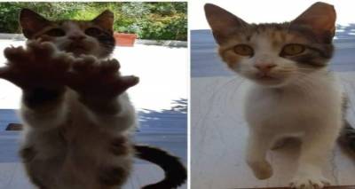 Γατάκι αναζητεί σπιτικό στη Λήμνο