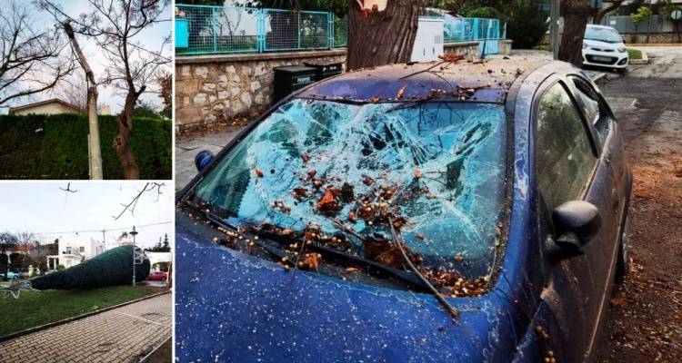 &Kappa;&alpha;&iota;&rho;ό&sigmaf;: &Kappa;&omicron;&mu;&mu;έ&nu;&alpha; &delta;έ&nu;&tau;&rho;&alpha;, &sigma;&pi;&alpha;&sigma;&mu;έ&nu;&epsilon;&sigmaf; &kappa;&omicron;&lambda;ώ&nu;&epsilon;&sigmaf;, &zeta;&eta;&mu;&iota;έ&sigmaf; &sigma;&epsilon; &alpha;&upsilon;&tau;&omicron;&kappa;ί&nu;&eta;&tau;&alpha; &alpha;&pi;ό &tau;&omicron; &mu;&pi;&omicron;&upsilon;&rho;ί&nu;&iota; &sigma;&tau;&eta;&nu; &Alpha;&tau;&tau;&iota;&kappa;ή