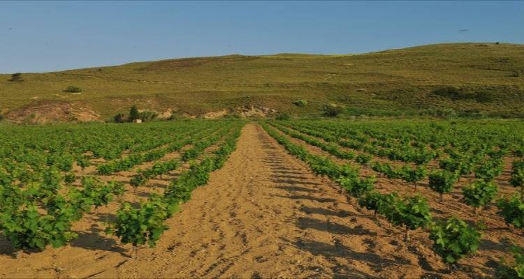 Ανακοινώθηκε το πρόγραμμα αναδιάρθρωσης και μετατροπής των αμπελώνων περιόδου 2015-  2016