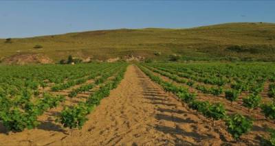 Ανακοινώθηκε το πρόγραμμα αναδιάρθρωσης και μετατροπής των αμπελώνων περιόδου 2015-  2016