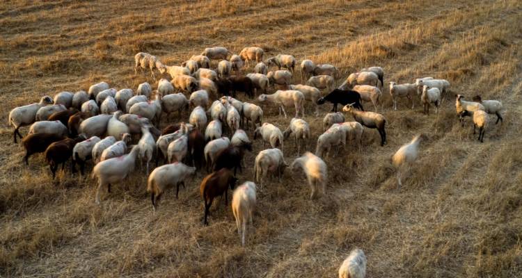&Epsilon;&pi;&iota;&delta;&omicron;&tau;ή&sigma;&epsilon;&iota;&sigmaf; &gamma;&iota;&alpha; &alpha;&iota;&gamma;&omicron;&pi;&rho;ό&beta;&alpha;&tau;&alpha;: &Upsilon;&pi;&omicron;&chi;&rho;&epsilon;&omega;&tau;&iota;&kappa;ή &eta; &tau;&omicron;&pi;&omicron;&theta;έ&tau;&eta;&sigma;&eta; &epsilon;&nu;&delta;&omicron;&sigma;&tau;&omicron;&mu;&alpha;&chi;&iota;&kappa;&omicron;ύ &beta;ό&lambda;&omicron;&upsilon; &alpha;&pi;ό &phi;έ&tau;&omicron;&sigmaf;