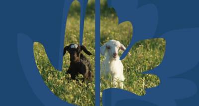 1oς Μεσογειακός Διαγωνισμός Διηγήματος με έπαθλο ταξίδι στη Λήμνο