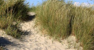 &Tau;&omicron; &phi;&upsilon;&tau;ό &tau;&omega;&nu; &sigma;&alpha;&mu;&alpha;&rho;ά&delta;&omega;&nu;, &omicron; &laquo;&phi;ύ&lambda;&alpha;&kappa;&alpha;&sigmaf;&raquo; &tau;&omega;&nu; &alpha;&mu;&mu;&omicron;&theta;&iota;&nu;ώ&nu; &tau;&eta;&sigmaf; &Lambda;ή&mu;&nu;&omicron;&upsilon;