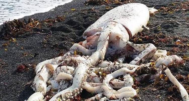 Ξεβράστηκε σε ακτή γιγαντιαίο καλαμάρι μήκους 7 μέτρων (photos)