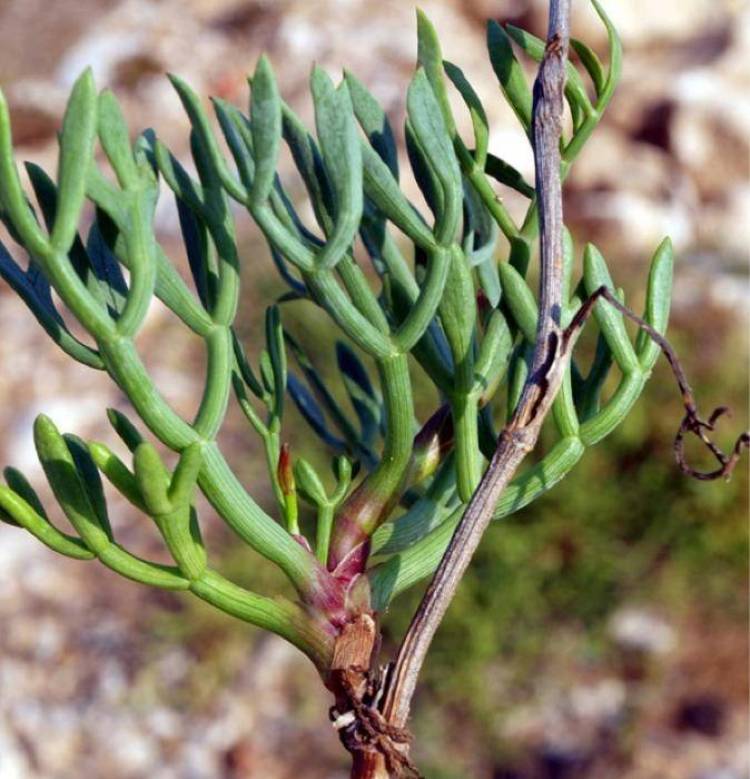 To ελληνικό «θαυματουργό» βότανο που διακρίθηκε πανευρωπαϊκώς!