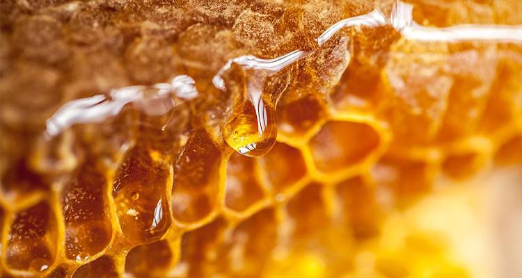 Μέλι Λήμνου Vs. Μέλι manuka: Τι έδειξε η σύγκριση για τις αντιμικροβιακές ιδιότητες