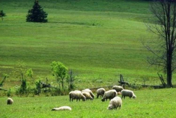 Στο σημείο μηδέν για τα βοσκοτόπια της Λήμνου