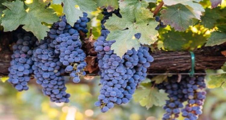 Λέσβος – Λήμνος: 26 αμπέλια εντάχθηκαν στο πρόγραμμα αναδιάρθρωσης