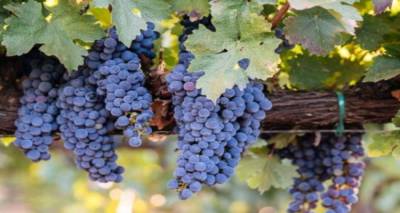 Λέσβος – Λήμνος: 26 αμπέλια εντάχθηκαν στο πρόγραμμα αναδιάρθρωσης