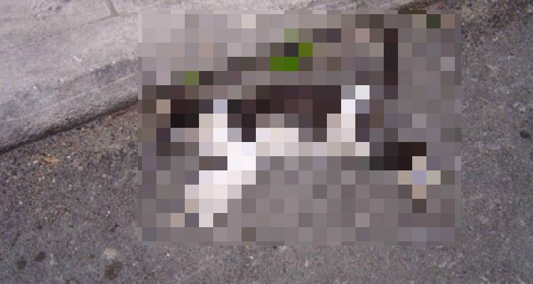 Ο Δήμος Λήμνου καταδικάζει τα περιστατικά θανάτωσης ζώων