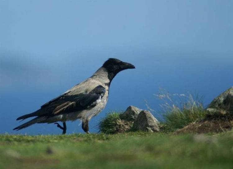 Ξεκινάει η καταπολέμηση κορακοειδών στη Λήμνο