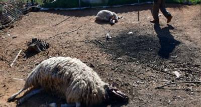 &Lambda;ή&mu;&nu;&omicron;&sigmaf;: &Sigma;&kappa;&upsilon;&lambda;&iota;ά &epsilon;&pi;&iota;&tau;έ&theta;&eta;&kappa;&alpha;&nu; &sigma;&epsilon; &kappa;&omicron;&pi;ά&delta;&iota;&alpha; &zeta;ώ&omega;&nu; (audio)