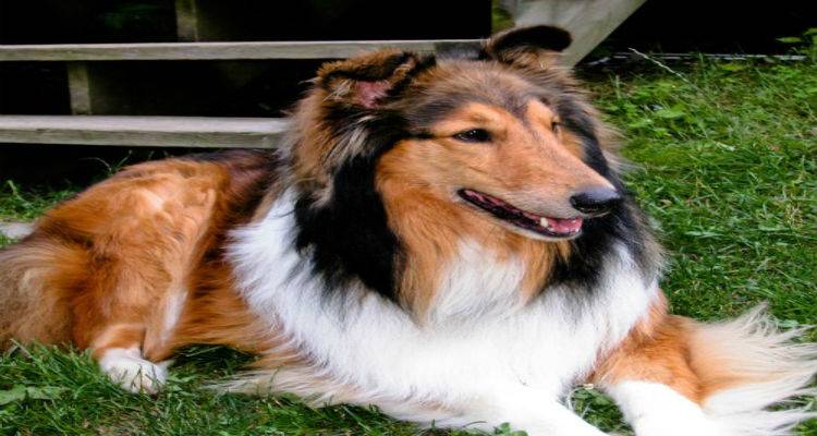 &Chi;ά&theta;&eta;&kappa;&epsilon; &sigma;&kappa;&upsilon;&lambda;ί &Kappa;ό&lambda;&lambda;&epsilon;ϊ &sigma;&tau;&eta; &sigma;&tau;&rho;&omicron;&phi;ή &laquo;&pi;έ&tau;&alpha;&lambda;&omicron;&raquo; | &Mu;&pi;&omicron;&rho;&epsilon;ί&tau;&epsilon; &nu;&alpha; &beta;&omicron;&eta;&theta;ή&sigma;&epsilon;&tau;&epsilon;;