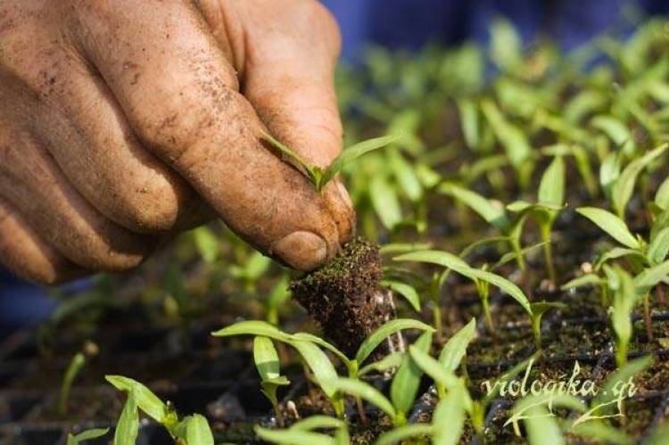 Παράταση 60 ημερών για τις δηλώσεις εφαρμογής βιολογικής καλλιέργειας σε Λήμνο και Λέσβο