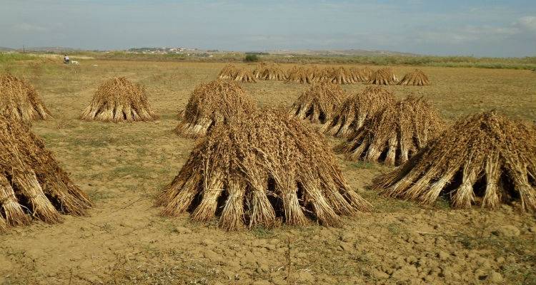 Την εγγραφή Λημνιακών ποικιλιών διατήρησης στον Εθνικό Κατάλογο ζητάει με επιστολή ο όμιλος Ανεμόεσσα