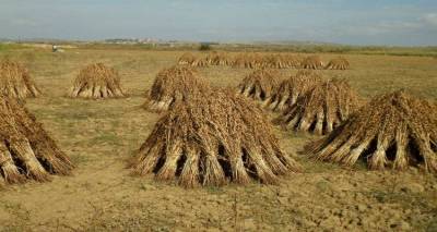 Την εγγραφή Λημνιακών ποικιλιών διατήρησης στον Εθνικό Κατάλογο ζητάει με επιστολή ο όμιλος Ανεμόεσσα