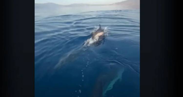 &Delta;&epsilon;&kappa;ά&delta;&epsilon;&sigmaf; &delta;&epsilon;&lambda;&phi;ί&nu;&iota;&alpha; &sigma;&tau;&omicron; &Lambda;&omicron;&upsilon;&tau;&rho;ά&kappa;&iota; [&sigma;&upsilon;&gamma;&kappa;&lambda;&omicron;&nu;&iota;&sigma;&tau;&iota;&kappa;ό &beta;ί&nu;&tau;&epsilon;&omicron;]