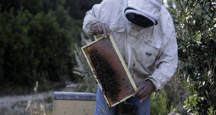 ΟΠΕΚΕΠΕ: Πληρωμή 3,7 εκατ. ευρώ σε 4.817 δικαιούχους -Ποιους αφορά