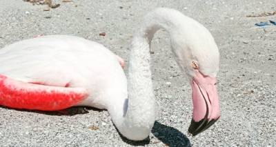 &Lambda;ή&mu;&nu;&omicron;&sigmaf;: &laquo;Έ&sigma;&beta;&eta;&sigma;&epsilon;&raquo; &tau;&omicron; &phi;&lambda;&alpha;&mu;ί&nu;&gamma;&kappa;&omicron; &pi;&omicron;&upsilon; &beta;&rho;έ&theta;&eta;&kappa;&epsilon; &sigma;&tau;&eta;&nu; &pi;&alpha;&rho;&alpha;&lambda;ί&alpha; &tau;&omicron;&upsilon; &Kappa;έ&rho;&omicron;&upsilon;&sigmaf;