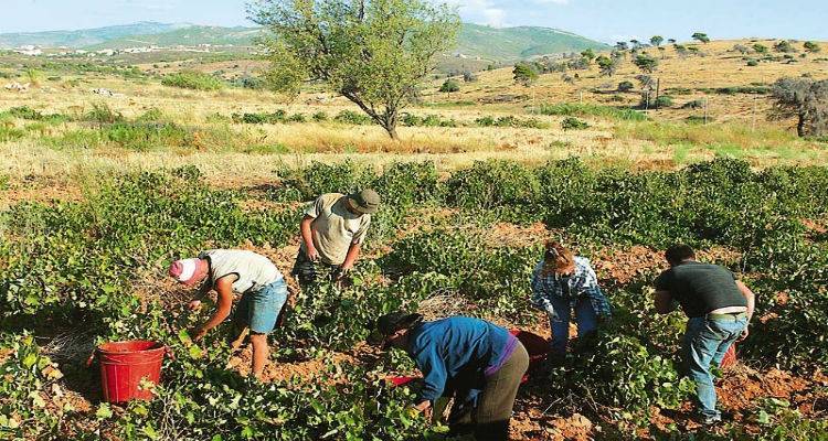 Ξεκινάει ο τρυγητός στη Λήμνο