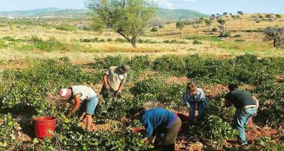 Ξεκινάει ο τρυγητός στη Λήμνο