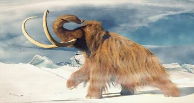 ΗΠΑ: Εταιρεία βιοτεχνολογίας θέλει να αναδημιουργήσει μαμούθ! -Θα εισάγει dna τους σε ασιατικούς ελέφαντες