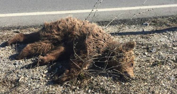 &Beta;&rho;έ&theta;&eta;&kappa;&epsilon; &nu;&epsilon;&kappa;&rho;ό &alpha;&rho;&kappa;&omicron;&upsilon;&delta;ά&kappa;&iota; &sigma;&tau;&eta;&nu; &Kappa;&omicron;&zeta;ά&nu;&eta; | &Tau;&omicron; &pi;&alpha;&rho;έ&sigma;&upsilon;&rho;&epsilon; &alpha;&upsilon;&tau;&omicron;&kappa;ί&nu;&eta;&tau;&omicron; (photo &amp; video)
