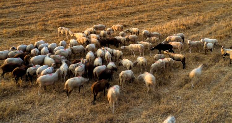 Παρατείνονται προληπτικά μέτρα για την ευλογιά των αιγοπροβάτων στο Βόρειο Αιγαίο