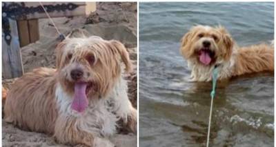 &Chi;ά&theta;&eta;&kappa;&epsilon; &omicron; &Mu;&alpha;&xi; &kappa;&alpha;&iota; &eta; &omicron;&iota;&kappa;&omicron;&gamma;έ&nu;&epsilon;&iota;&alpha; &tau;&omicron;&upsilon; &tau;&omicron;&nu; &psi;ά&chi;&nu;&epsilon;&iota;. &Mu;ή&pi;&omega;&sigmaf; &tau;&omicron;&nu; έ&chi;&epsilon;&tau;&epsilon; &delta;&epsilon;&iota;;