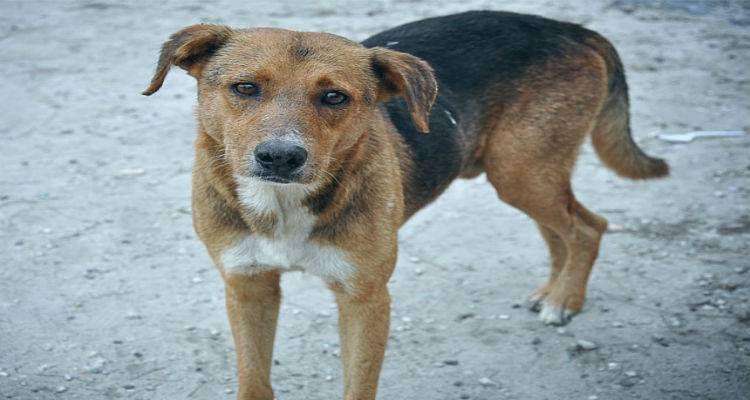 Έντονο πρόβλημα με τα αδέσποτα στη Λήμνο | Ανησυχητικά κρούσματα βαρβαρότητας