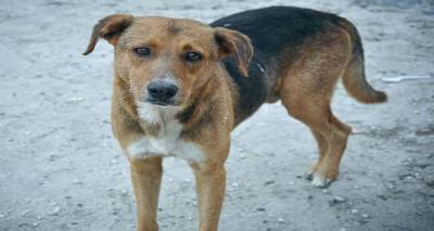 Έντονο πρόβλημα με τα αδέσποτα στη Λήμνο | Ανησυχητικά κρούσματα βαρβαρότητας