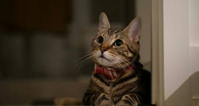 &Gamma;&alpha;&lambda;&lambda;ί&alpha;: &Delta;&iota;&kappa;&alpha;&sigma;&tau;ή&rho;&iota;&omicron; &epsilon;&pi;έ&beta;&alpha;&lambda;&epsilon; &laquo;&kappa;&alpha;&tau;' &omicron;ί&kappa;&omicron;&nu; &pi;&epsilon;&rho;&iota;&omicron;&rho;&iota;&sigma;&mu;ό&raquo; &sigma;&epsilon; &gamma;ά&tau;&alpha;