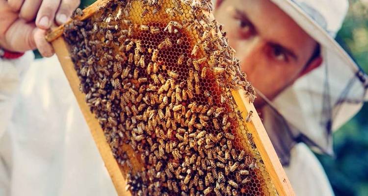 Νέο SOS από την Περιφέρεια Βορείου Αιγαίου για τη στήριξη της μελισσοκομίας στα νησιά