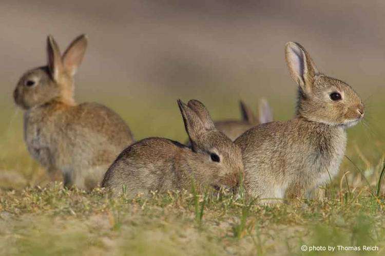 45.000€ ζητάει η Διεύθυνση Δασών Λέσβου για την επικήρυξη των αγριοκούνελων της Λήμνου