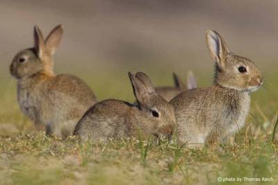 45.000€ ζητάει η Διεύθυνση Δασών Λέσβου για την επικήρυξη των αγριοκούνελων της Λήμνου