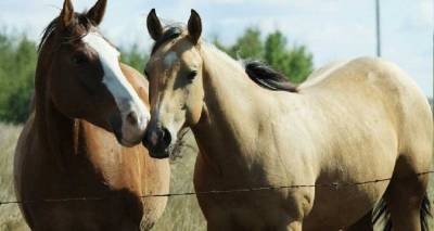 &Tau;&alpha;&upsilon;&tau;&omicron;&pi;&omicron;ί&eta;&sigma;&eta; &kappa;&alpha;&iota; &iota;&chi;&nu;&eta;&lambda;ά&tau;&eta;&sigma;&eta; &tau;&omega;&nu; &delta;&epsilon;&sigma;&pi;&omicron;&zeta;ό&mu;&epsilon;&nu;&omega;&nu; &iota;&pi;&pi;&omicron;&epsilon;&iota;&delta;ώ&nu;