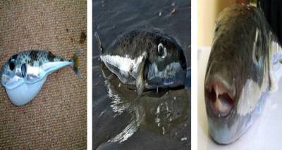 Περί… λαγοκέφαλου ο λόγος | Ανησυχία μετά την εμφάνιση του και στα νερά του Αιγαίου