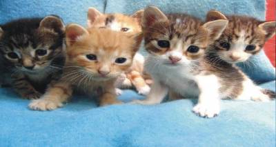 &Phi;&iota;&lambda;&omicron;&zeta;&omega;&iota;&kappa;ό &Sigma;&omega;&mu;&alpha;&tau;&epsilon;ί&omicron; &Lambda;ή&mu;&nu;&omicron;&upsilon;: "&Delta;&epsilon;&nu; &mu;&pi;&omicron;&rho;&omicron;ύ&mu;&epsilon; &nu;&alpha; &phi;&rho;&omicron;&nu;&tau;ί&sigma;&omicron;&upsilon;&mu;&epsilon; &nu;&epsilon;&omicron;&gamma;έ&nu;&nu;&eta;&tau;&alpha; &gamma;&alpha;&tau;ά&kappa;&iota;&alpha;"