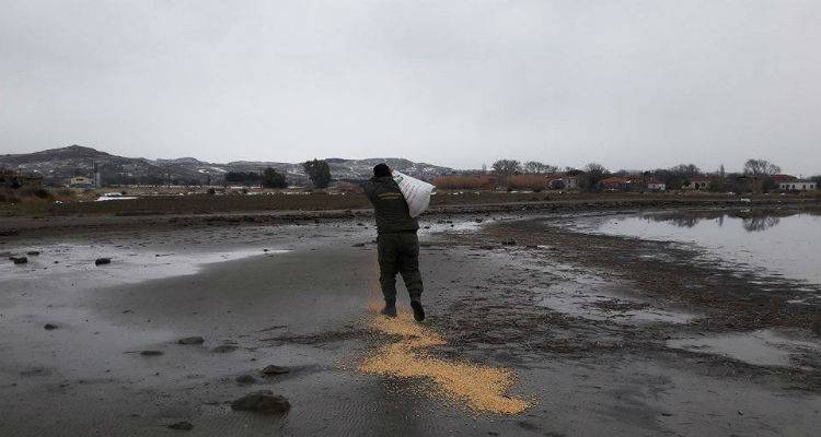 &Tau;&rho;&omicron;&phi;ή &gamma;&iota;&alpha; &tau;&alpha; &pi;&lambda;&alpha;&tau;ώ&nu;&iota;&alpha; &kappa;&alpha;&iota; &tau;&alpha; &sigma;&pi;&omicron;&rho;&omicron;&phi;ά&gamma;&alpha; &pi;&omicron;&upsilon;&lambda;&iota;ά &tau;&eta;&sigmaf; &Lambda;ή&mu;&nu;&omicron;&upsilon; (photo)