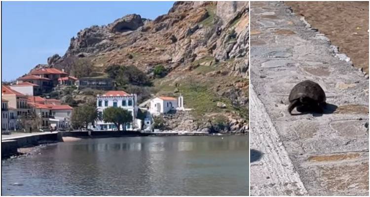 Απρόσμενη… Πασχαλινή Εμφάνιση στο Ρωμαίικο Γιαλό – Χελώνα «έκλεψε» την παράσταση! (video)